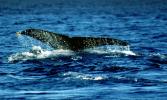Whale Tale, Tail, Monterey Bay California, AOCV01P05_16B