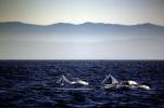 Whale, Monterey Bay California