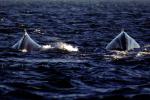 Whale, Monterey Bay California, AOCV01P05_18B