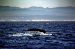 Whale Tale, Tail, Monterey Bay California, AOCV01P05_19