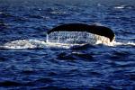 Whale Tale, Tail, Monterey Bay California, AOCV01P05_19B