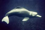 Amazon River Dolphin, Inia geoffrensis, AOCV01P06_13