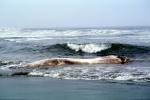 Blue Whale washed up on Ocean Beach, San Francisco, Ocean-Beach, AOCV01P07_05