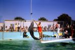 Dolphin, Jumps, Airborne, Woman, Female, Swimsuit, Pool, 1950s, AOCV01P07_10