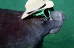 Manatee Face, funny, humorous, humor, wearing sunglasses and a hat, AOMV01P06_11