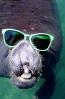 Manatee Face, funny, humorous, humor, wearing sunglasses, AOMV01P06_13