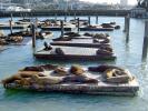 Harbor Seals on the floating docks, Sealion, AOSD01_001