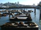Harbor Seals on the floating docks, Sealion
