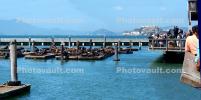 Harbor Seals on the floating docks, Panorama