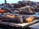 Harbor Seals on the floating docks