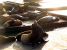 Harbor Seals on the floating docks, Sealion