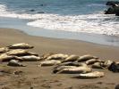 Elephant Seal, (Mirounga angustirostri), Piedras Blancas elephant seal rookery, Beach, Sand, Pacific Ocean