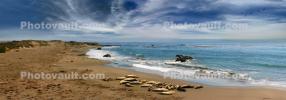 Elephant Seal, (Mirounga angustirostri), Piedras Blancas elephant seal rookery, Panorama, Beach, Sand, Pacific Ocean, AOSD01_010