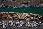 Seagulls, harbor Seals, sand, AOSD01_025