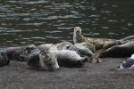 Harbor Seals, Russian River Mouth, Pacific Ocean, Sonoma County, AOSD01_029