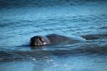 Elephant Seals, AOSD01_035