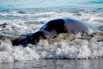 Elephant Seal, beach, sand, Drakes Bay, Point Reyes California, AOSD01_038