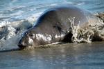 Elephant Seal, beach, sand, Drakes Bay, Point Reyes California, AOSD01_039