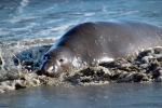 Elephant Seal, beach, sand, Drakes Bay, Point Reyes California, AOSD01_040