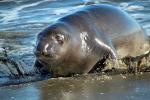 Elephant Seal, beach, sand, Drakes Bay, Point Reyes California, AOSD01_041