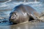 Elephant Seal, beach, sand, Drakes Bay, Point Reyes California, AOSD01_042