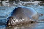 Elephant Seal, beach, sand, Drakes Bay, Point Reyes California, AOSD01_043