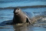 Elephant Seal, beach, sand, Drakes Bay, Point Reyes California, AOSD01_044