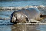 Elephant Seal, beach, sand, Drakes Bay, Point Reyes California, AOSD01_045