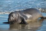 Elephant Seal, beach, sand, Drakes Bay, Point Reyes California, AOSD01_046