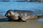 Elephant Seal, beach, sand, Drakes Bay, Point Reyes California, AOSD01_047