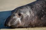 Elephant Seal, beach, sand, Drakes Bay, Point Reyes California, AOSD01_048