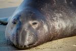 Elephant Seal, beach, sand, Drakes Bay, Point Reyes California, AOSD01_049