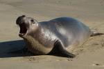 Elephant Seal, beach, sand, Drakes Bay, Point Reyes California, AOSD01_050