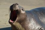 Elephant Seal, beach, sand, Drakes Bay, Point Reyes California, AOSD01_051