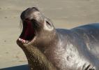 Elephant Seal, beach, sand, Drakes Bay, Point Reyes California, AOSD01_052