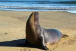 Elephant Seal, beach, sand, Drakes Bay, Point Reyes California, AOSD01_054