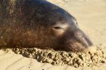 Elephant Seal, beach, sand, Drakes Bay, Point Reyes California, AOSD01_055