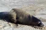 Elephant Seal, beach, sand, Drakes Bay, Point Reyes California, AOSD01_056