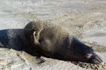 Elephant Seal, beach, sand, Drakes Bay, Point Reyes California, AOSD01_057