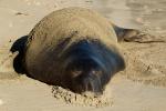 Elephant Seal, beach, sand, Drakes Bay, Point Reyes California, AOSD01_059