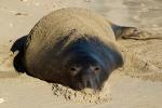 Elephant Seal, beach, sand, Drakes Bay, Point Reyes California, AOSD01_060