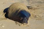 Elephant Seal, beach, sand, Drakes Bay, Point Reyes California, AOSD01_061