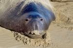 Elephant Seal, beach, sand, Drakes Bay, Point Reyes California, AOSD01_062