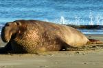 Male Elephant Seal, bull, beach, sand, Drakes Bay, Point Reyes California, AOSD01_063