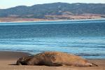 Male Elephant Seal, bull, beach, sand, Drakes Bay, Point Reyes California, AOSD01_064