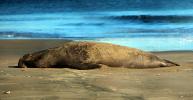 Male Elephant Seal, bull, beach, sand, Drakes Bay, Point Reyes California, AOSD01_065