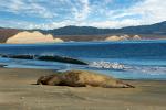 Male Elephant Seal, bull, beach, sand, Drakes Bay, Point Reyes California, AOSD01_066