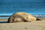 Male Elephant Seal, bull, beach, sand, Drakes Bay, Point Reyes California, AOSD01_073