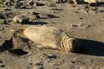 Elephant Seal, beach, sand, Drakes Bay, Point Reyes California, AOSD01_075