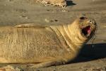Elephant Seal, beach, sand, Drakes Bay, Point Reyes California, AOSD01_076